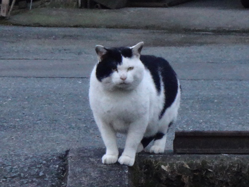 癒しとは