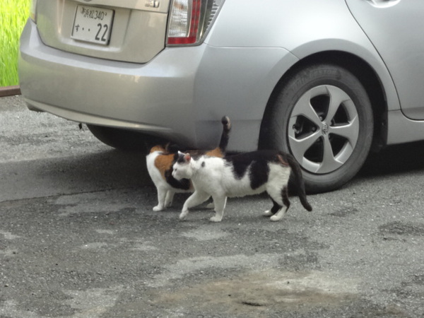 アサガオと猫