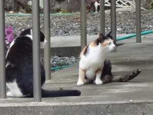 子猫その後