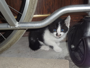 子猫その後