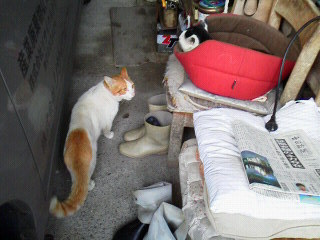 続猫
