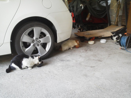 猫の赤ちゃん