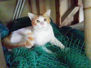 続猫