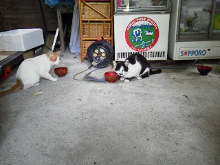 続猫