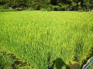 夏休み
