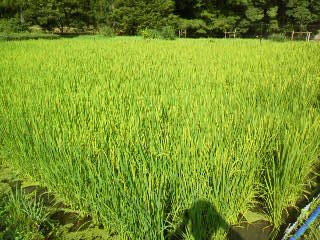 忍び足
