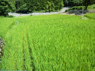 農作業