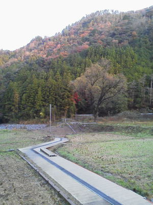 紅葉