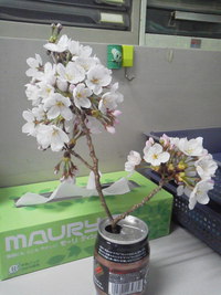 花見気分を味わおう 2016/03/29 18:33:07