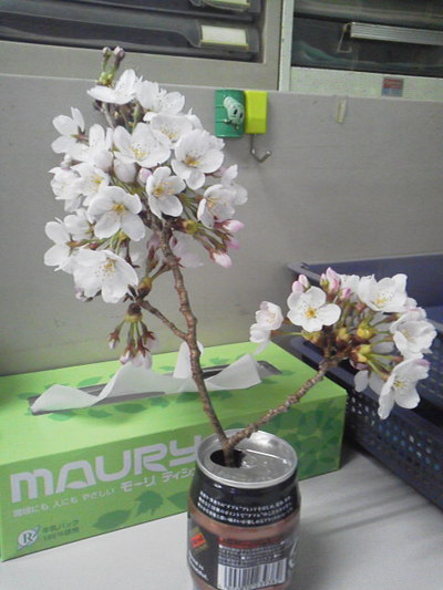 花見気分を味わおう