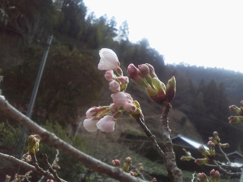 桜