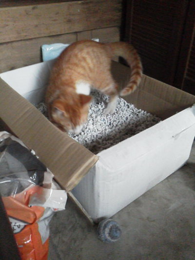 我が家の猫たち