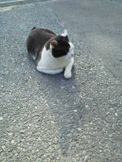 我が家の猫たち