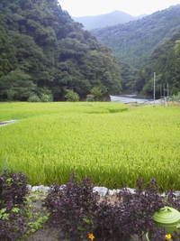 山のいたずら野郎 2016/08/31 16:51:15