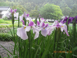 加茂荘の花菖蒲