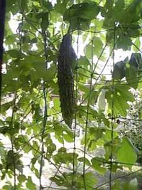 窓から収穫