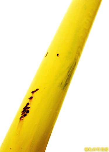 つれないバナナ