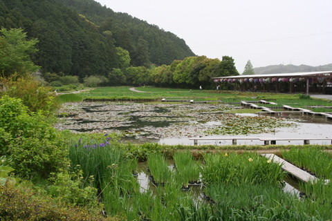 ただいま無料につき、加茂花菖蒲園