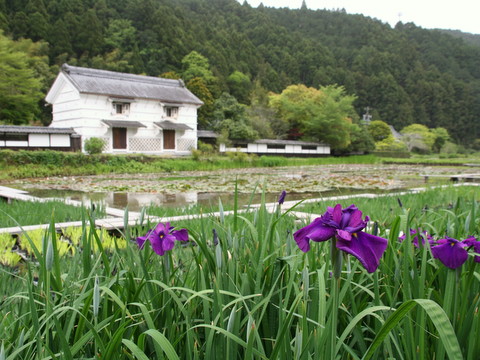ただいま無料につき、加茂花菖蒲園