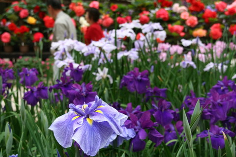 ただいま無料につき、加茂花菖蒲園