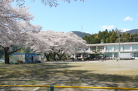 さくら咲く学校、桜満開 2012/04/07 22:16:00