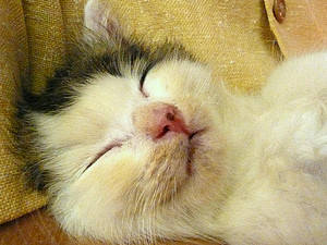 子猫、里親捜し中とか