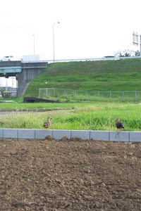 かわいらしい住人 2010/04/16 09:00:00