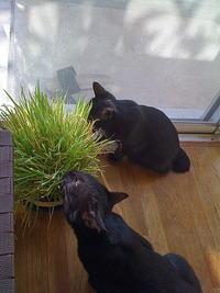 ネコ草、食ってます（笑） 2009/12/27 09:00:00