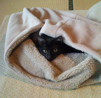 セルフこたつ。 2010/02/24 09:00:00