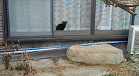 やっぱりネコは 2010/02/15 08:00:00