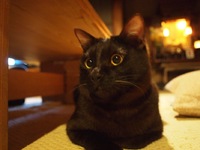 OLIMPUS E-P1導入！！ 2010/05/02 23:44:11
