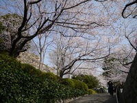 浜松城と桜(*´∀｀*）