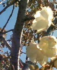 黄桜