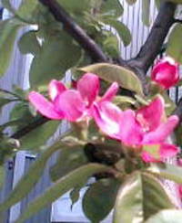 花梨