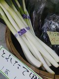 今日はネギ 2008/03/06 17:09:38