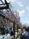 熊野の長藤 2010/04/24 13:20:06