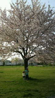 桜満開の公園で♪ 2010/04/09 16:40:04