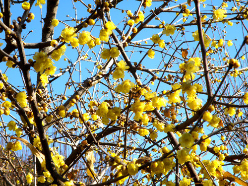 蠟梅 ろうばい １月 ２月にかけて咲く黄色い花 ミニ ガーデニング 花翠の 和風 盆栽の世界へようこそ