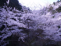 ひさびさの～ 2011/04/12 12:01:45