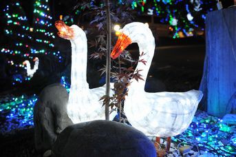 イルミネーション in  もりのいずみ
