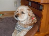 ワンコ♪ 2011/05/30 17:40:29