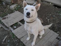 番犬コジロー！
