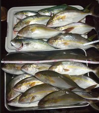 また釣れるかな！