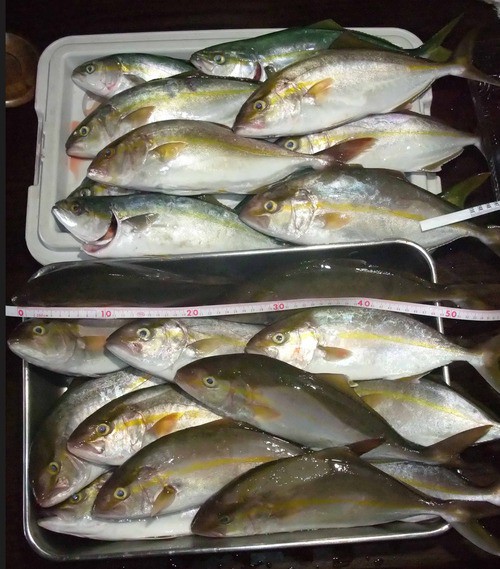 また釣れるかな！