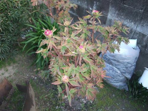 明日から新年度
