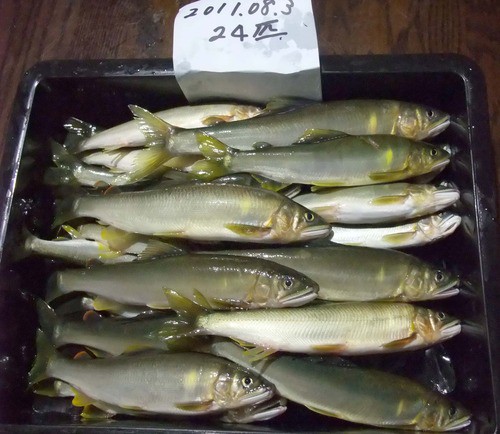 今日も釣れた