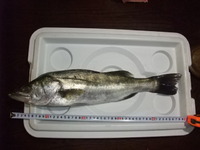 久しぶりの釣果
