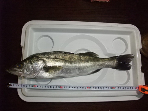 久しぶりの釣果
