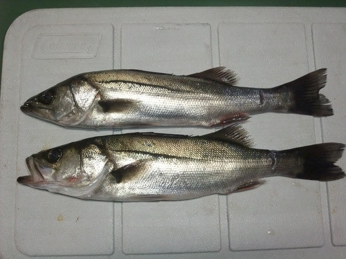初釣り