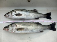 １３ＢＢ化ナスキー釣行